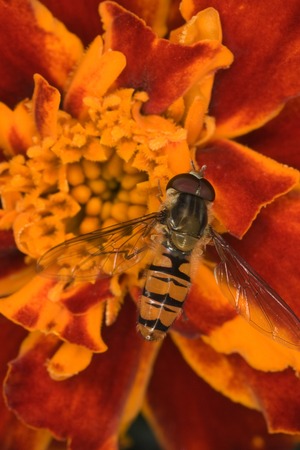 Macro of a hoverfly on a marigold flower.