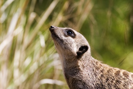 Meerkat portraitの写真素材