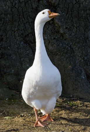 Domestic goose.の写真素材
