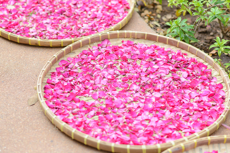 Roses in the tray,thailandの写真素材