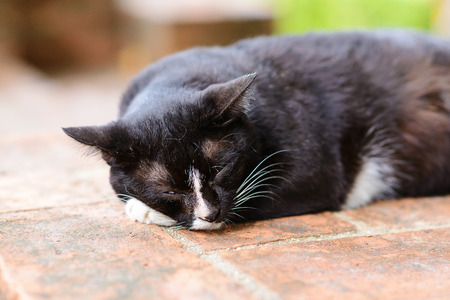 Cat sleeping on the old brick wallの写真素材