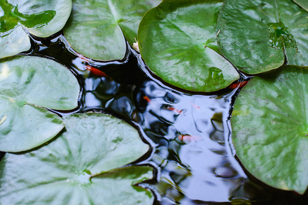 Beautiful lotus leaf background in the pondの写真素材