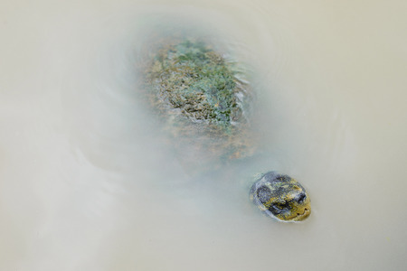 Turtle with algae growing on shell swimming in river, Thailandの写真素材