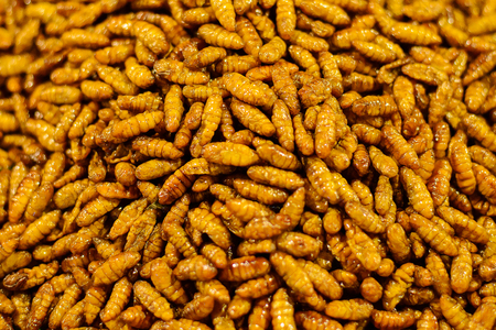 Fried insects street food in Thailand This is fried insect food is high in protein. And delicious, especially bamboo worms.の写真素材