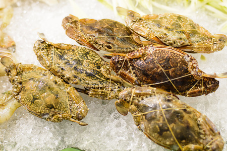 Serrated mud crab, Mangrove crab, Black crab, Giant mud crab, Scylla serrata, sea food for sale in street market of Thailand.の写真素材