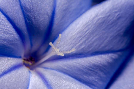 Plumbago auriculata - blue plumbago, Cape plumbago or Cape leadwort flower detailsの写真素材
