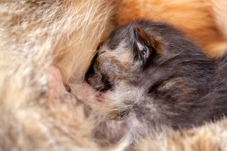 Newborn kitten eating - cat nurse feeding her kittens in closeの写真素材