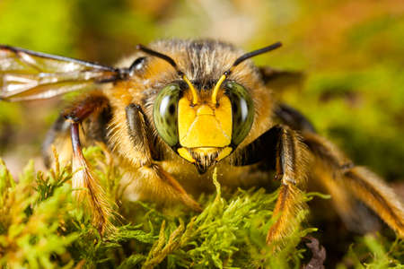 High magnification bumblebee face portrait - compound eyes