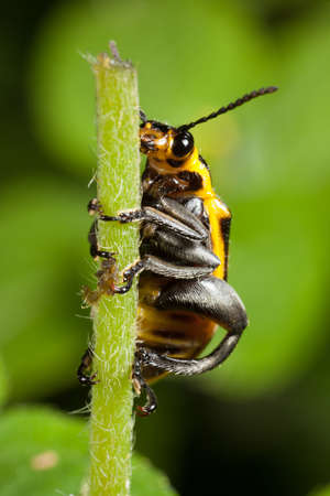 Beetle on branchの写真素材