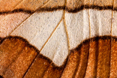 Butterfly wing detail with squamaの写真素材