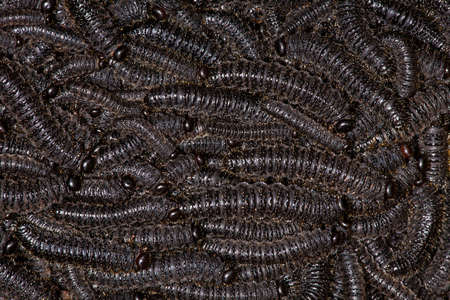 Larvae of pergid sawflies - Perreyia lepida;の写真素材