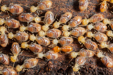 Termites insects in colony over wood