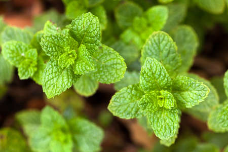 Spearmint leaves - Garden mint - mentha