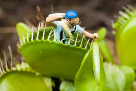 Venus flytrap leaf eating miniature manの写真素材