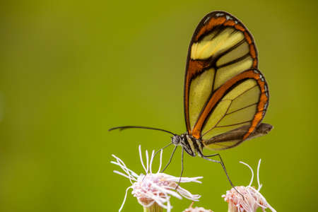 Glasswing butterfly on flower with green background