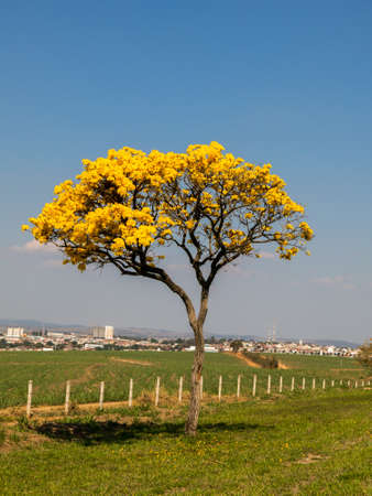 Alone Golden Trumpet Tree - Handroanthus albus - with city on backgroundの写真素材