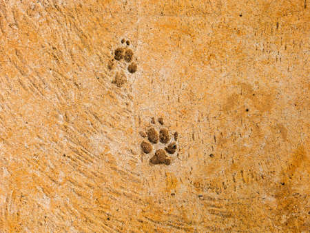 Dog steps on cement floor - semiotic indicesの写真素材