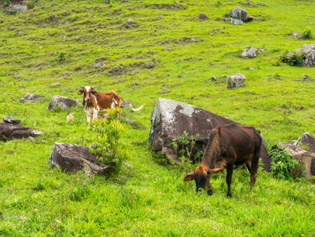 Oxen on green pasture - bulls - livestock - cattle raising