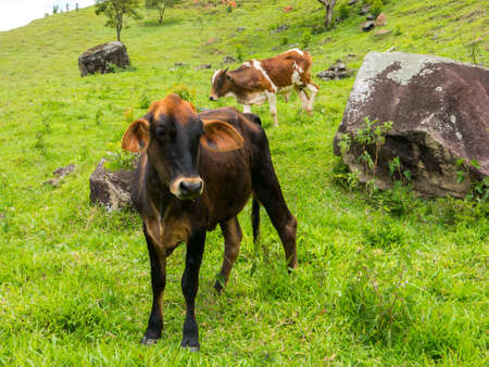 Oxen on green pasture - bulls - livestock - cattle raisingの写真素材
