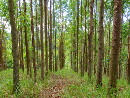 Eucalyptus plantation in Brazil