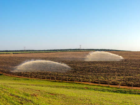 Sugar cane planting irrigation in Brazil