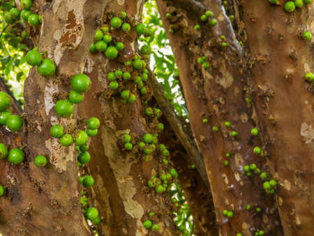 Jaboticaba tree with a lot of green fruitsの写真素材