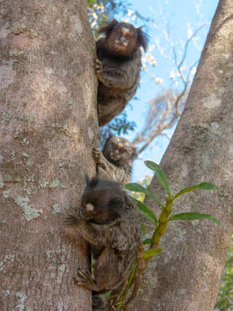 Marmoset familyの写真素材