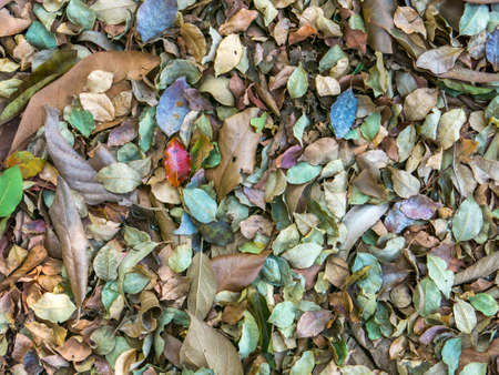 Multicolored leaves pattern