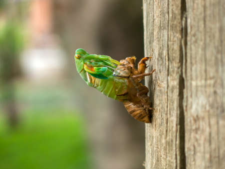 Molting Cicadaの写真素材