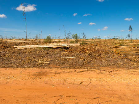 Devastated land in eucalyptus plantation in Brazilの写真素材