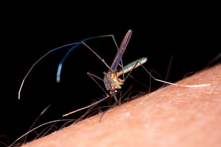 Mosquito biting human skin - drinking blood