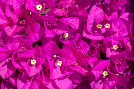 Pink bougainvillea flowers - ornamental flower - backgroundの写真素材