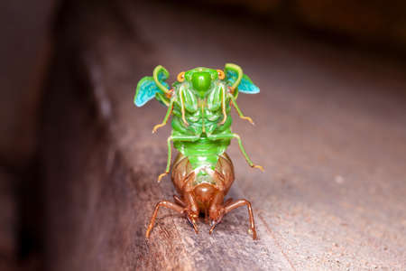 Cicada molting exuvia emerging shell