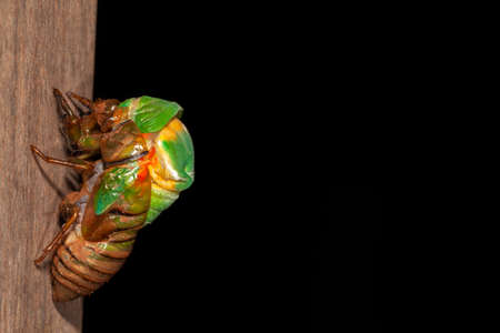 Cicada molting exuvia emerging shell