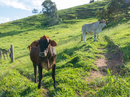 Oxen on green pasture - bulls - livestock - cattle raisingの写真素材