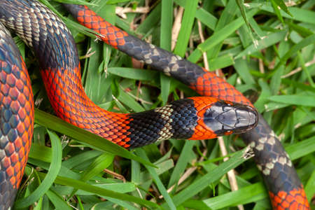 False Coral Snake Oxyrhopus guibeiの写真素材