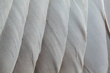Feather pattern in high magnification closeupの写真素材