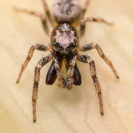A beautiful spider