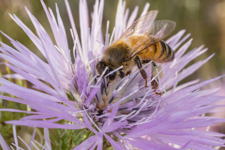 Bee pollinating on a flower in the wildの写真素材