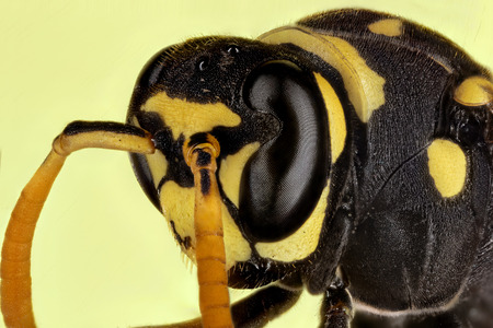 Paper wasp portraitの写真素材
