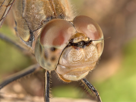 A portrait of a Sympetrum Striolatumの写真素材