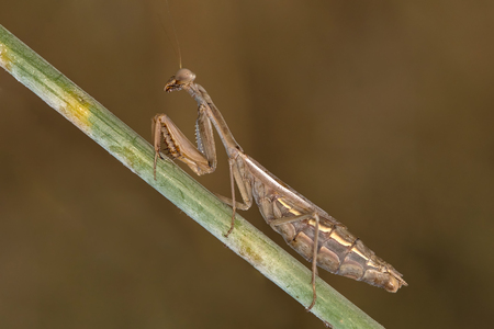 Portrati of a Mantisの写真素材