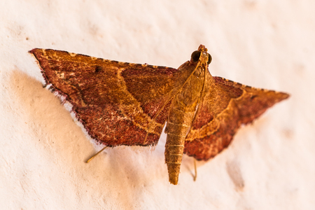 A beautiful mothの写真素材