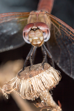 A beautiful dragonfly close portraitの写真素材