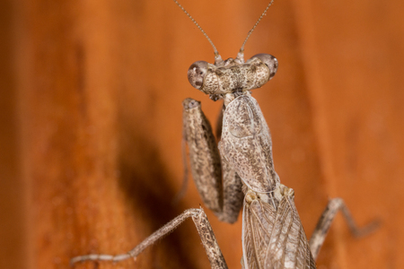 A close-up portrait of a mantis