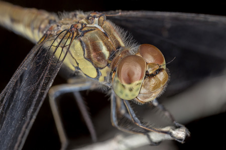 A close-up of a beautiful dragonflyの写真素材