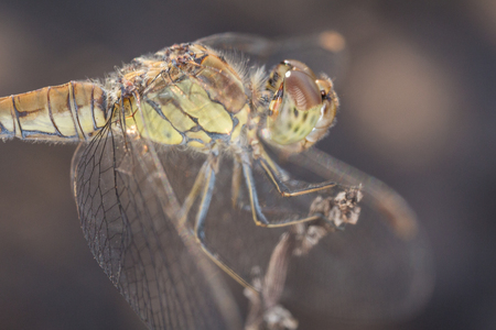 A close-up of a beautiful dragonflyの写真素材