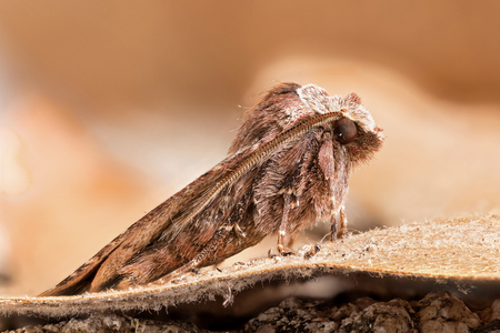 A closeup of a beautiful mothの写真素材