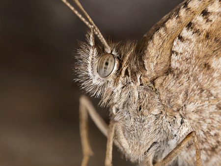 A closeup of a beautiful butterfly