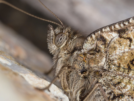 A closeup of a beautiful butterflyの写真素材